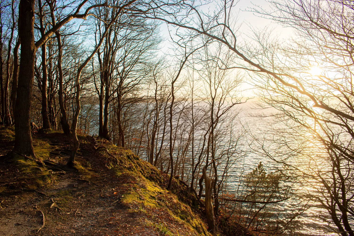 Waldweg an der Förde